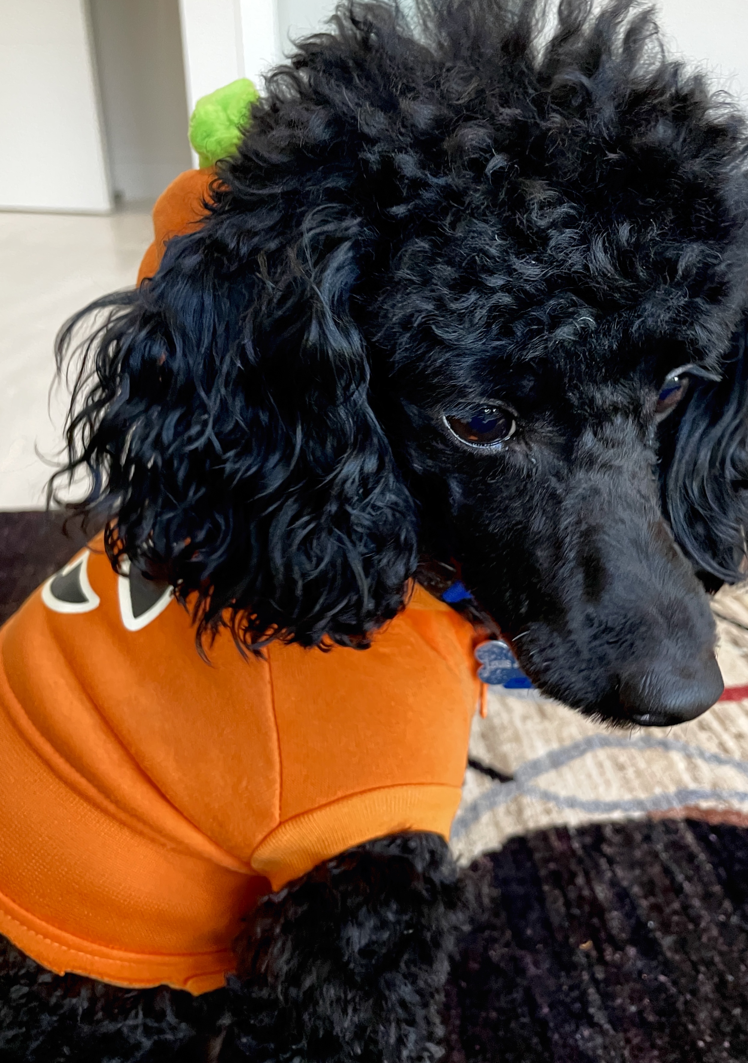 Louis Jean-Luc in his Pumpkin costume